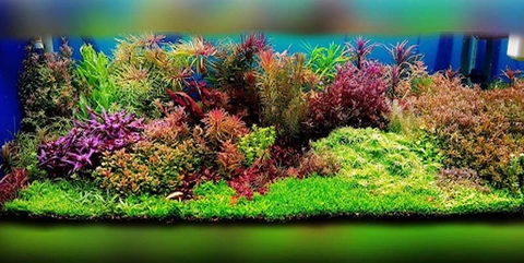 Những phụ kiện bể thủy sinh hiện đại không thể thiếu