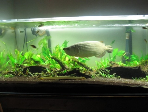 Cách trải nền hồ thủy sinh đẹp