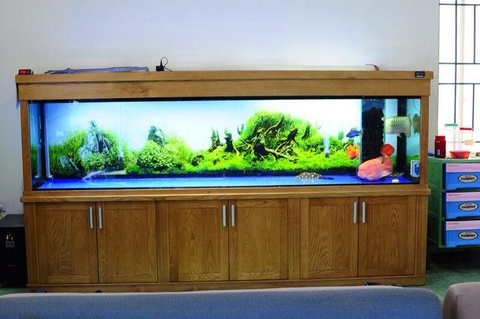 Chia sẻ kinh nghiệm chơi thủy sinh tại nhà