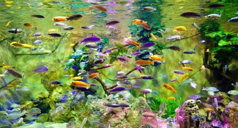 Hồ thủy sinh mới setup bao lâu thả cá?