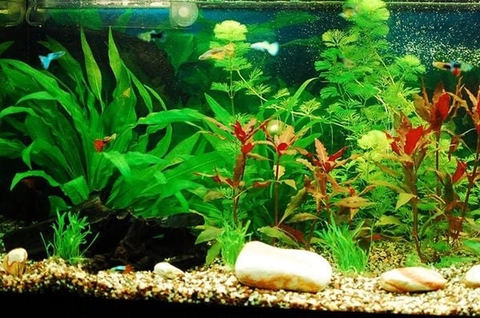 Hướng dẫn cách xử lý và thay nước hồ thủy sinh mới setup