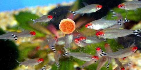 Bạn đã biết cách cho cá cảnh ăn chưa?