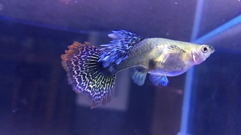 Kinh nghiệm cách tăng tuổi thọ cho cá bảy màu