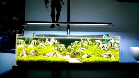 Bao lâu mới nên thay nước hồ cá