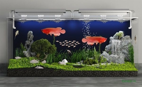 Hướng dẫn chọn phụ kiện bể cá cảnh phù hợp