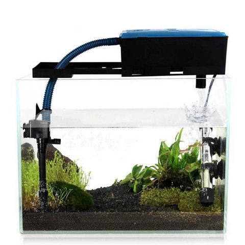 Nuôi cá cảnh bằng nước máy được không?