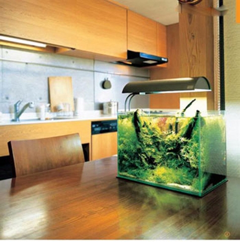 Bể cá cảnh không chỉ để trưng cho đẹp!