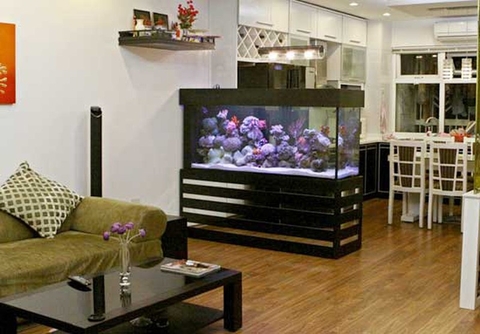 Hướng đặt bể cá cảnh cho người mệnh thuỷ