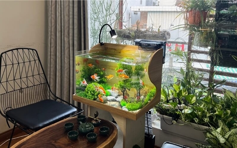 Bể cá để bàn trưng phòng khách