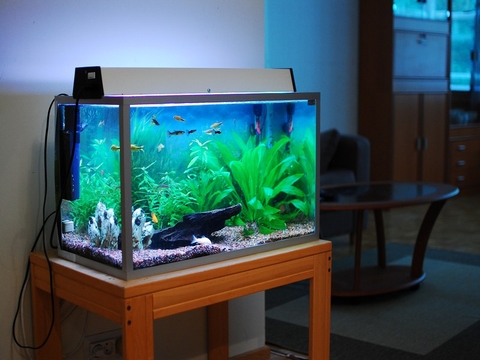 Cách xác định hướng đặt bể cá hợp phong thuỷ