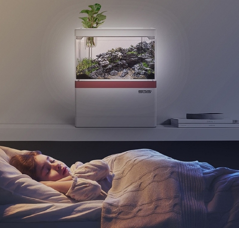 Đặt bể cá mini trong phòng ngủ có nên hay không?
