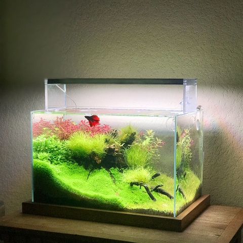 Bể cá mini 30cm chất liệu gì?