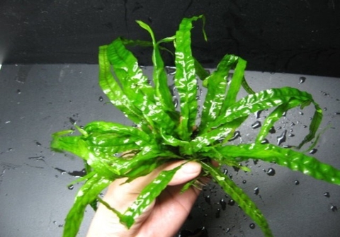 Gợi ý các cây thủy sinh hồ cá mini đẹp