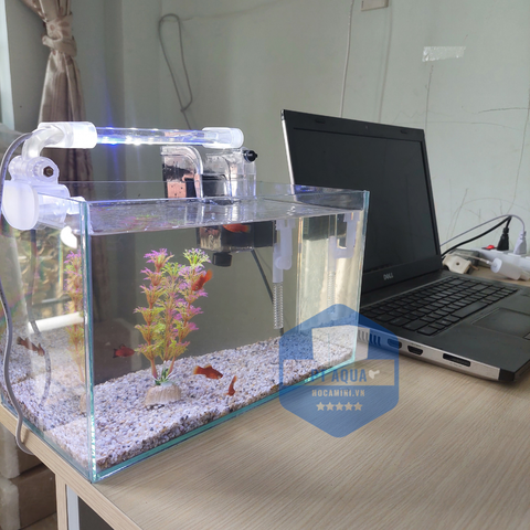 Bể cá mini giá bao nhiêu? Nên mua ở đâu giá rẻ nhất?