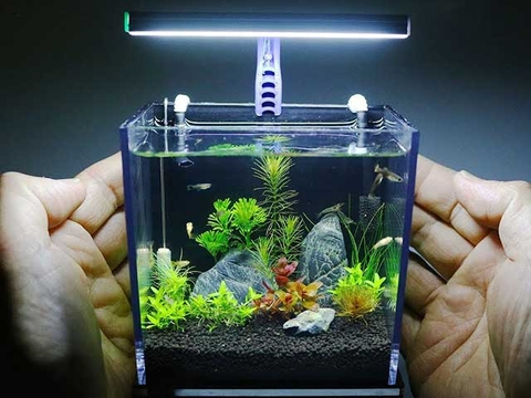 Địa chỉ bán bể cá mini rẻ đẹp và uy tín tại TPHCM
