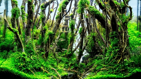 Các loại gỗ lũa thủy sinh đẹp