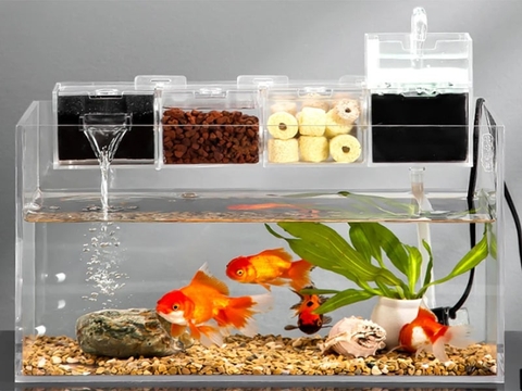 Bao nhiêu ngày cho cá ăn một lần?