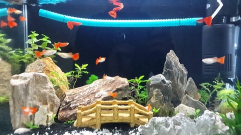 Các loại thức ăn cho cá cảnh nhỏ