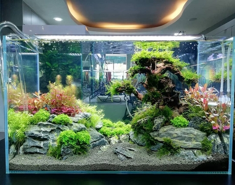 Địa điểm làm hồ cá uy tín tại TPHCM