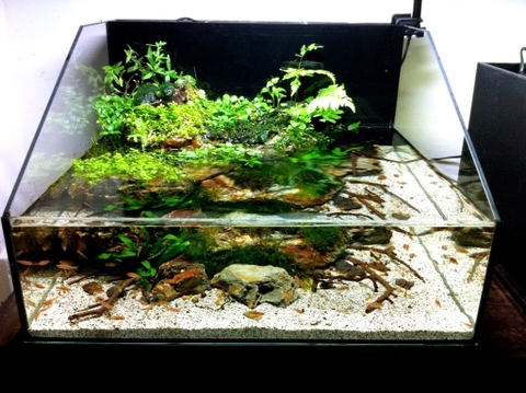 Những tác dụng tuyệt vời của hồ thủy sinh bạn có biết?