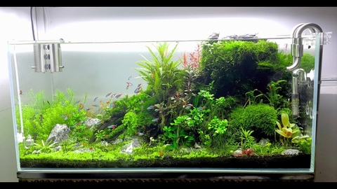 Hướng dẫn làm hồ thủy sinh mini siêu đơn giản