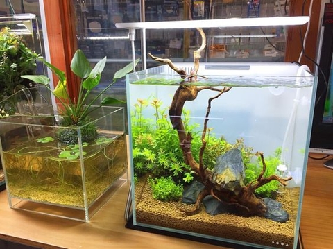 Địa chỉ bán hồ cá mini Đà Nẵng uy tín nhất hiện nay