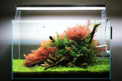 Nên trải nền bể cá bằng gì?