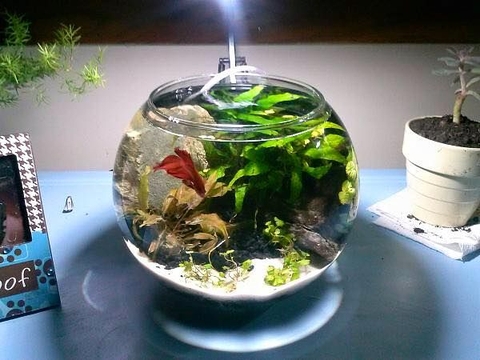 Chia sẻ kinh nghiệm nuôi cá cảnh bể nhỏ