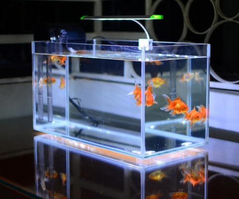 Bể cá thủy sinh - Một thú chơi tao nhã mang nhiều lợi ích