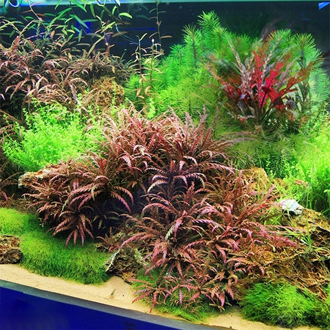 Hồ cá bao lâu có vi sinh?