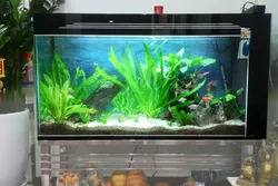 Lọc nước hồ cá gồm những gì?