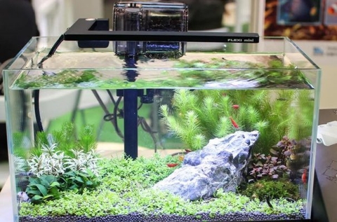 Lý do tại sao vi sinh chết?