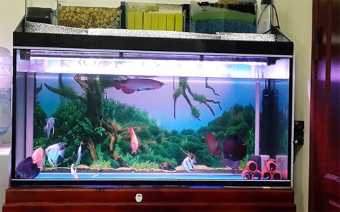 Cách làm hệ thống lọc tràn trên cho bể cá