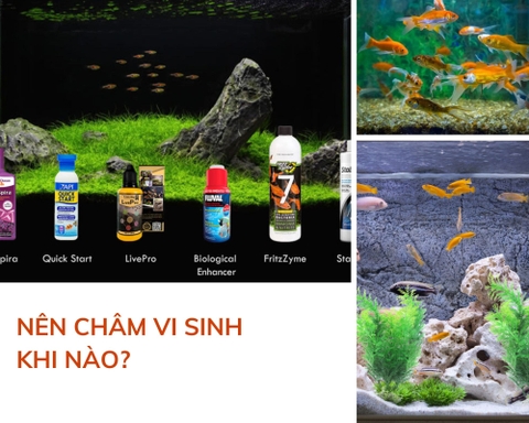 Nên châm vi sinh khi nào? Cách châm vi sinh đúng cách