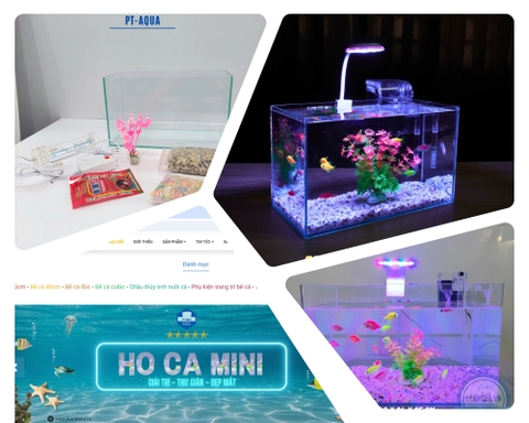 Nên mua bể cá mini ở đâu uy tín, giá rẻ?