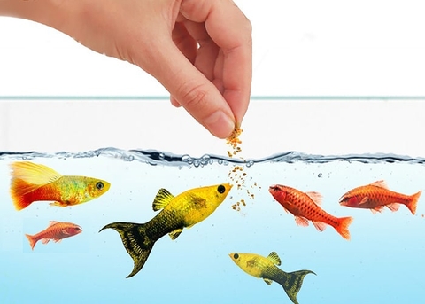 Cá cảnh thích ăn gì nhất?