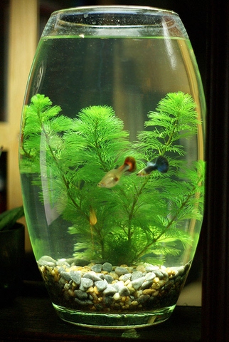 Điểm danh các loại cá cảnh nhỏ rẻ tiền dễ nuôi nhất