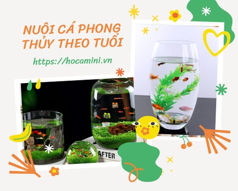 Kinh nghiệm nuôi cá phong thủy theo tuổi rước vận may vào nhà