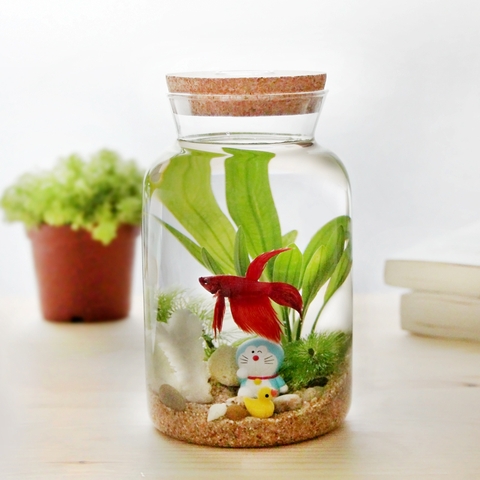 Cách nuôi cá cảnh đơn giản, hiệu quả