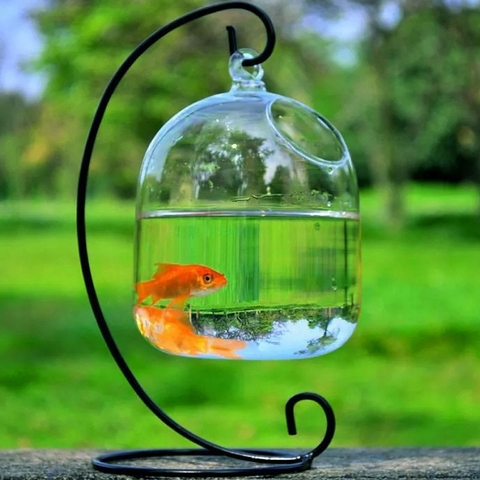 Nuôi cá cảnh gì đẹp?