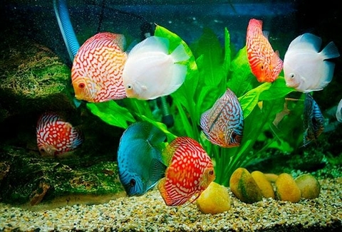 Tuổi Tân Mùi có hợp nuôi cá cảnh không?