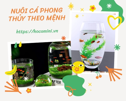 Kinh nghiệm nuôi cá phong thủy theo mệnh