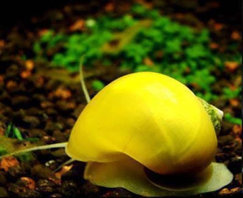 Nuôi con gì dọn bể?