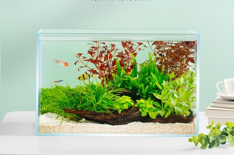 Cách trang trí bể cá thủy sinh mini