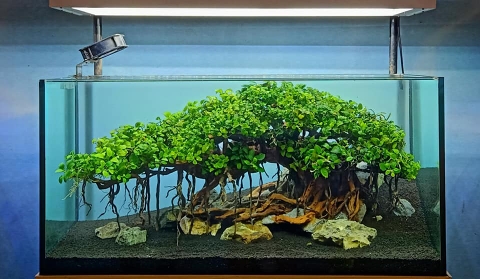 Toplist các loại cây thủy sinh bể cá không cần CO2