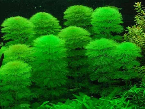 Thả rong vào bể cá để làm gì?