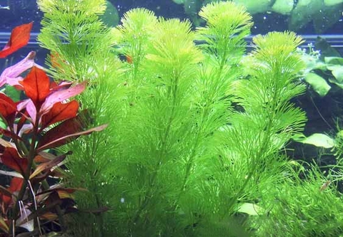 Nước vo gạo có tác dụng gì cho cây thủy sinh?