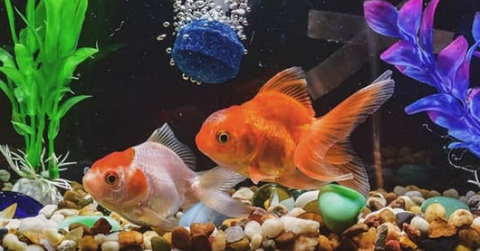 Gợi ý các món đồ trang trí hồ cá mini đẹp