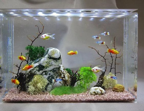 Cách cho cá cảnh ăn khi đi xa