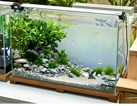 Nước máy để bao lâu thì nuôi cá được?